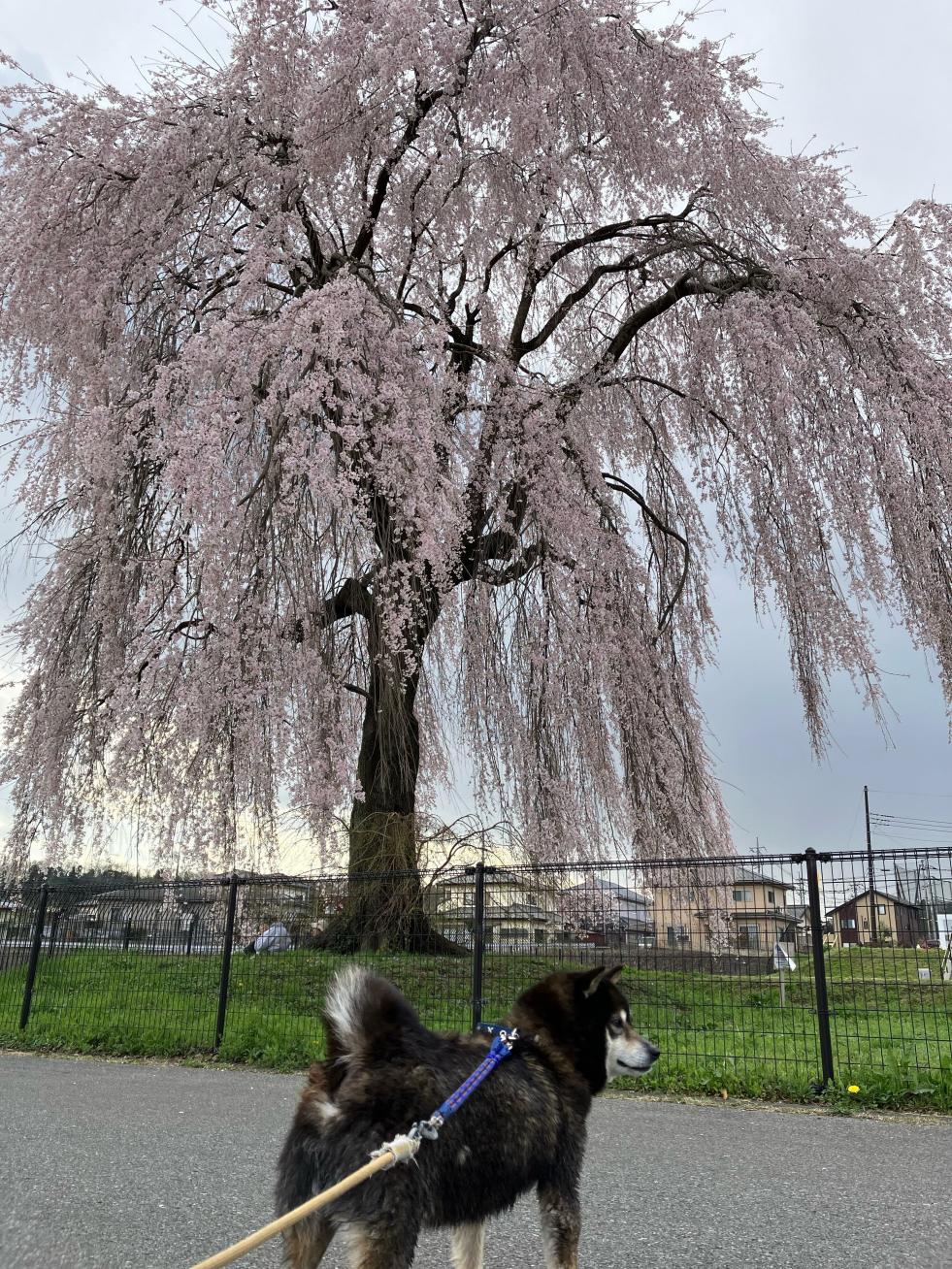 段の浦公園の枝垂れ桜