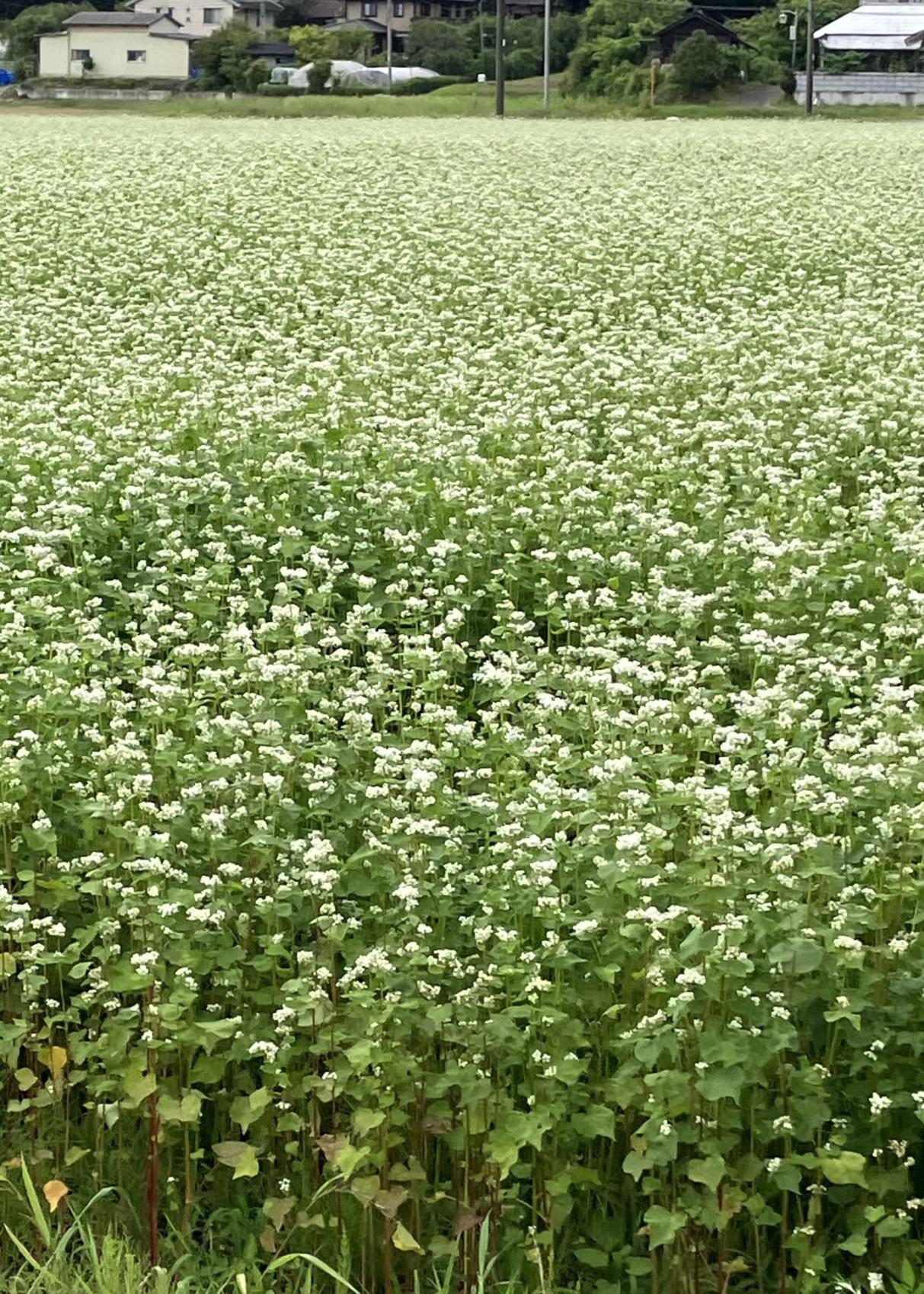 満開の蕎麦