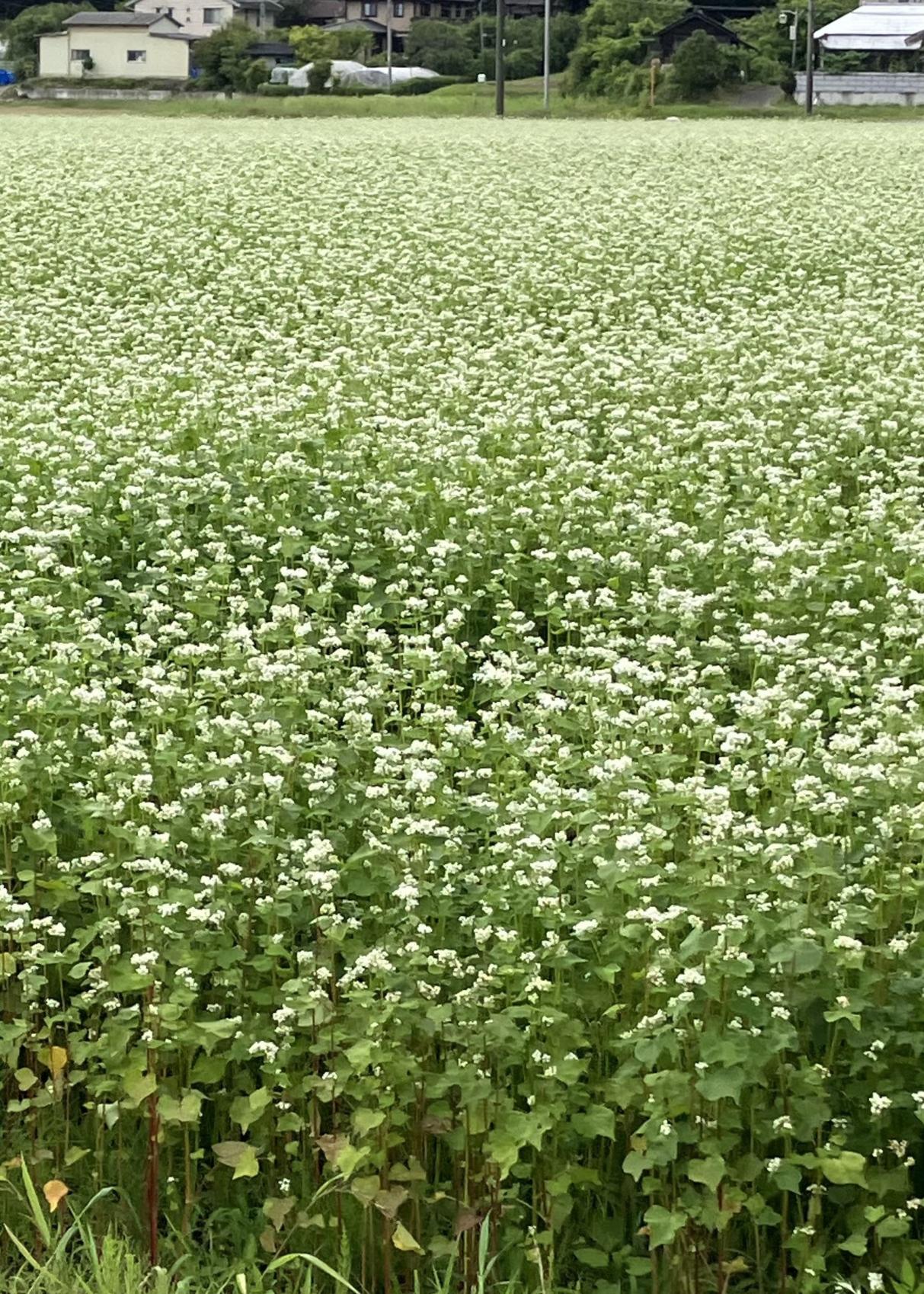 満開の蕎麦