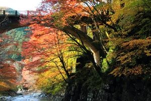 オオモミジの写真 オオモミジの写真