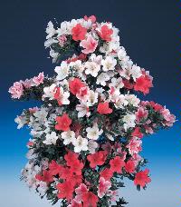 さくらの写真 さくらの写真