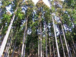 杉の写真 杉の写真