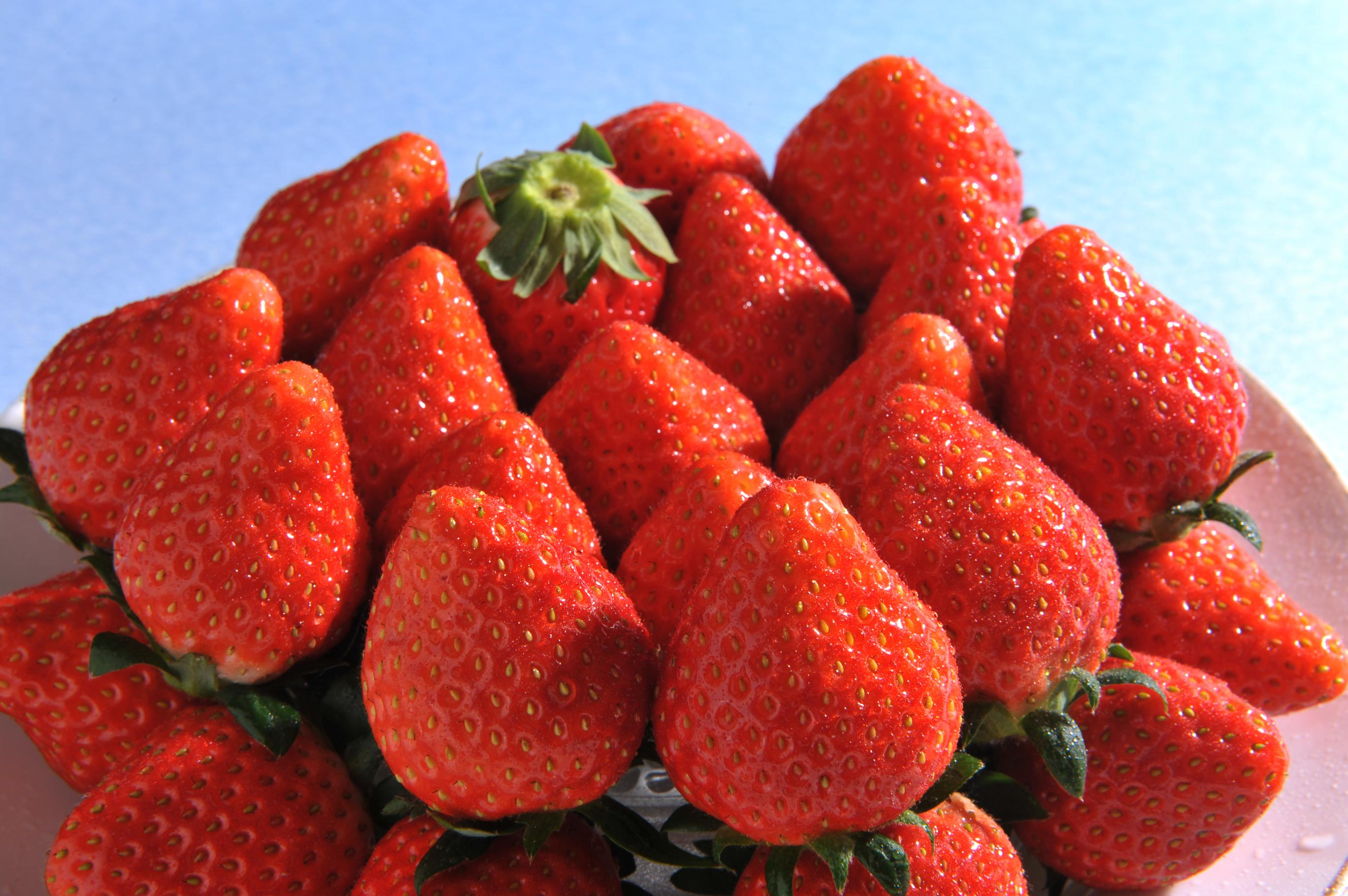 鹿沼市産いちごの写真 鹿沼市産いちごの写真